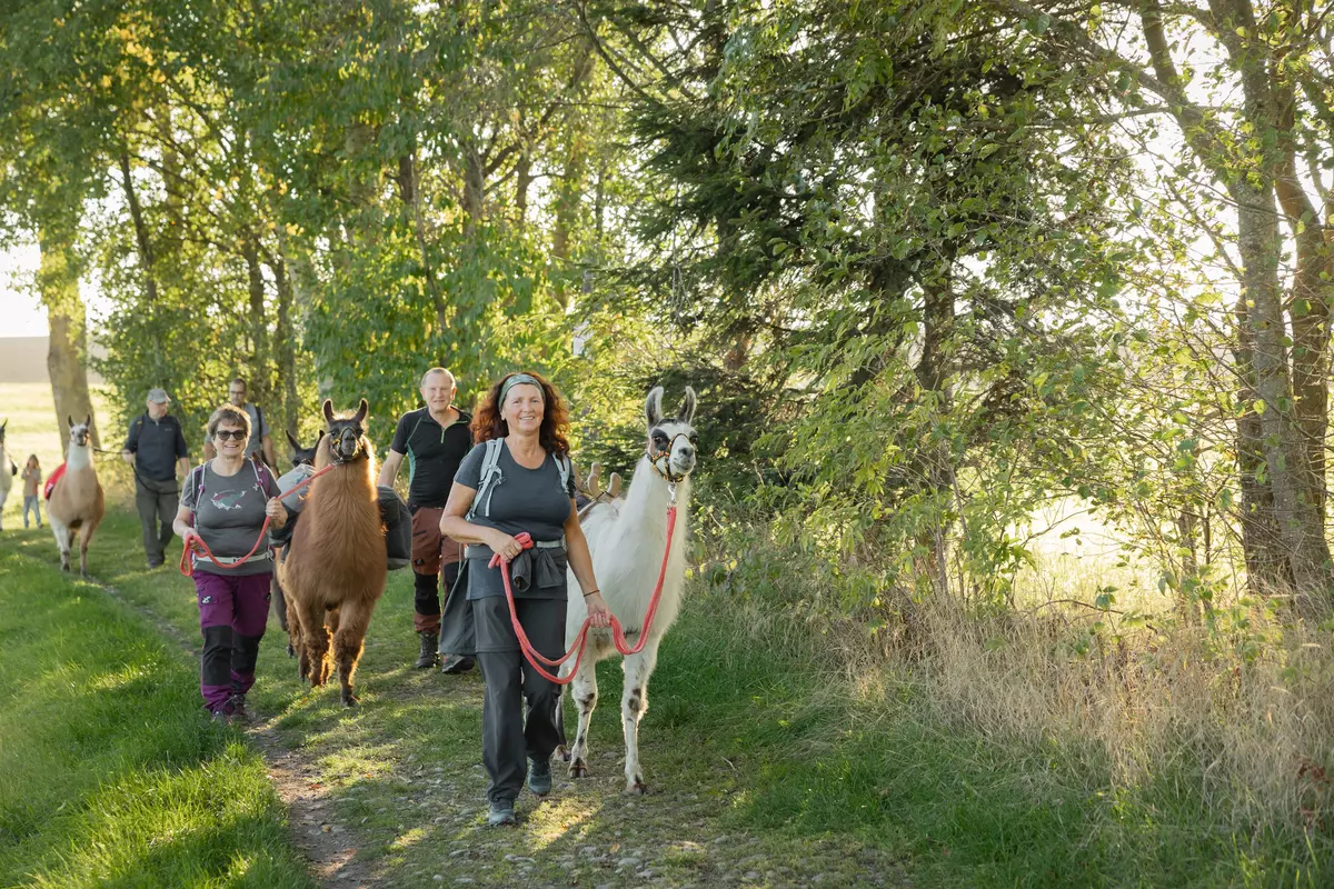 Teilnehmende mit Lamas auf einem Weg im Sonnenuntergang