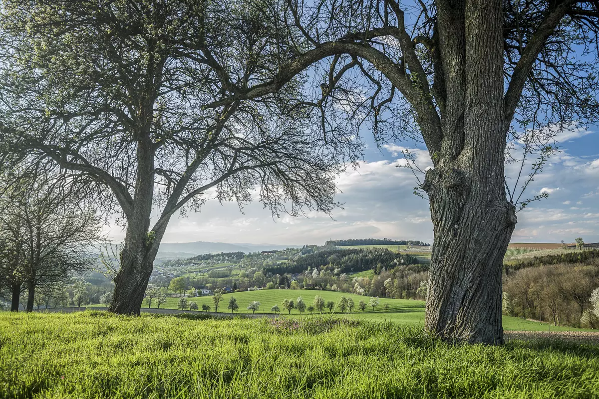 Eine hügelige Landschaft mit mehreren Bäumen und hohem Gras im Frühling