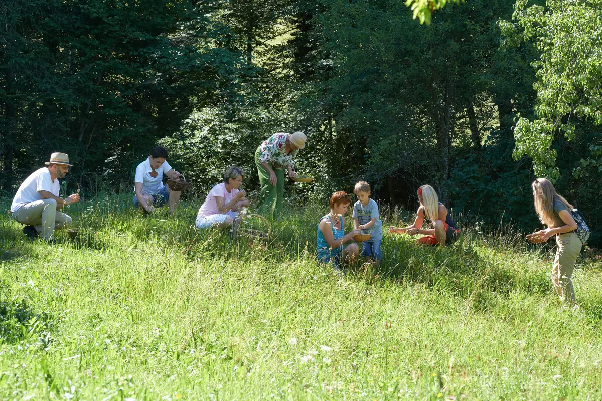 Gruppe pflückt essbare Kräuter in der Wiese