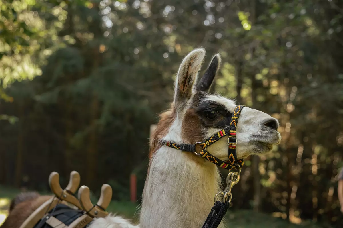 Lama vor einem Wald