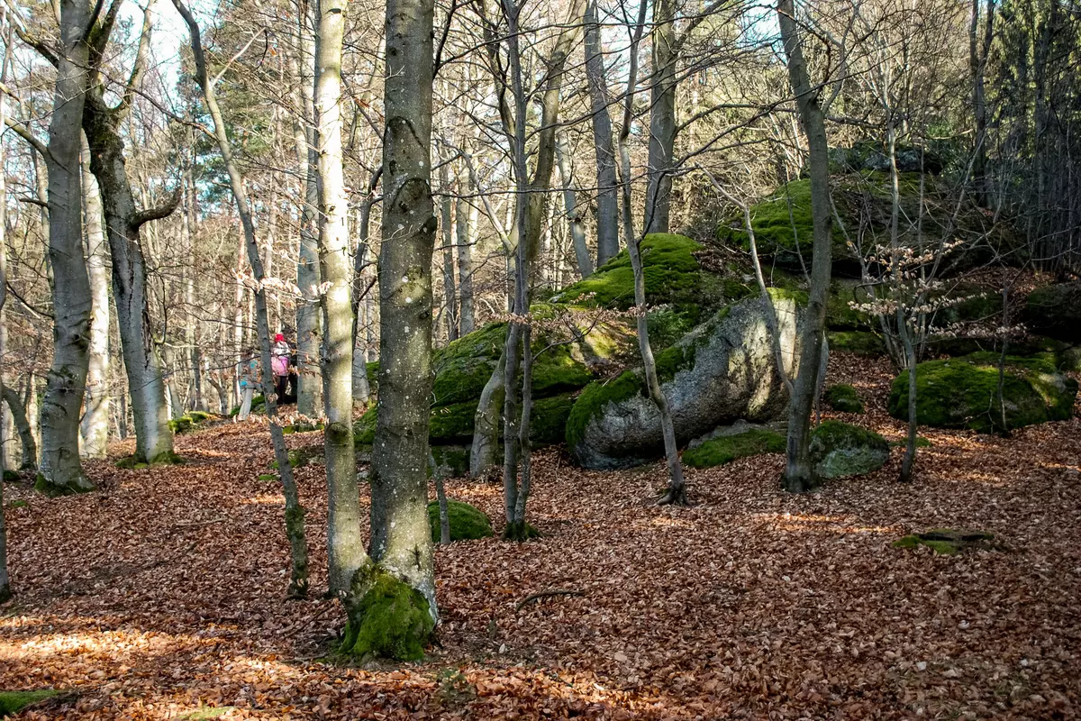 Moosgrüne Findlinge im Wald mit Gruppe im Hintergrund