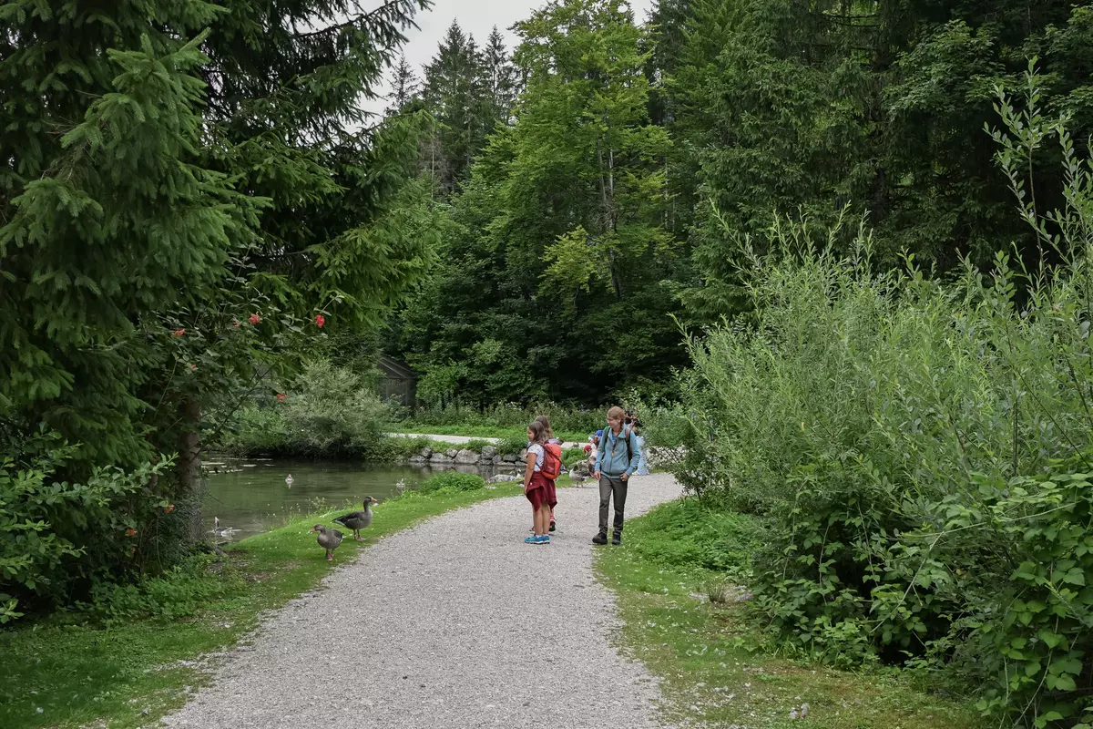 Kinder beobachten Gänse