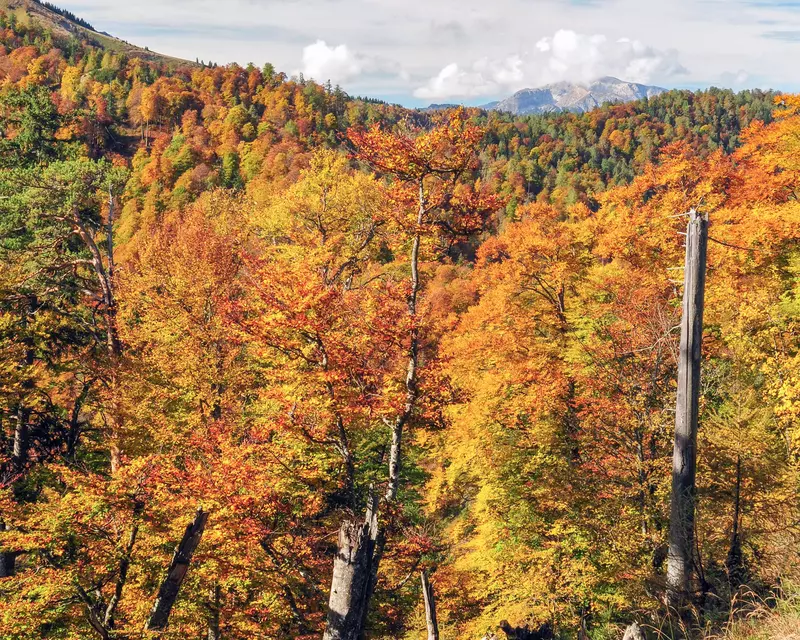 Wald mit herbstlichen Blättern 