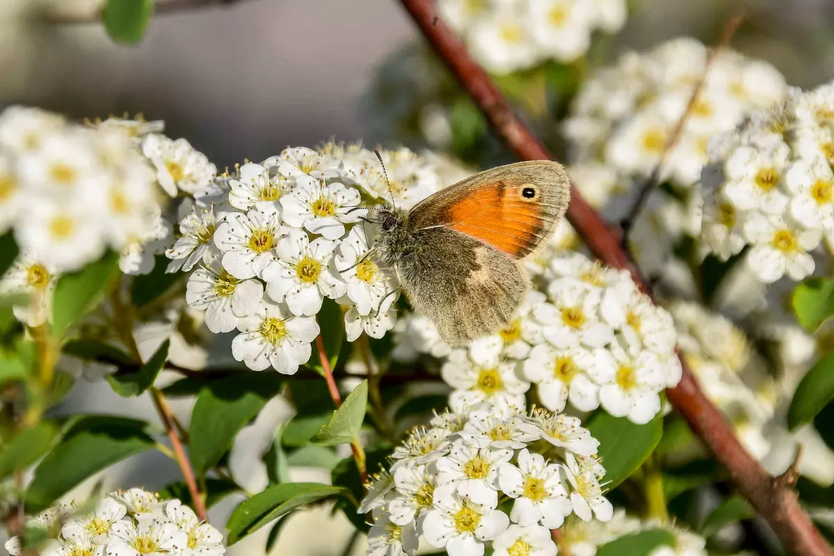 Schmetterling auf Blume