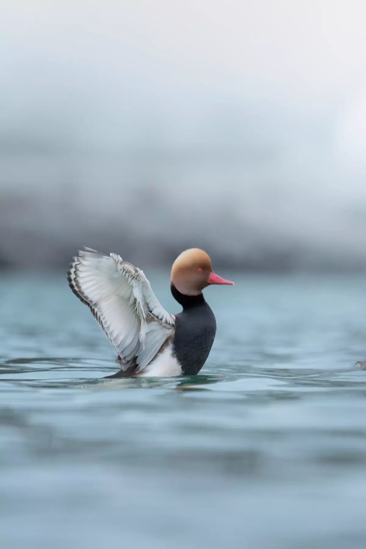 Eine Kolbente schwimmt am Wasser