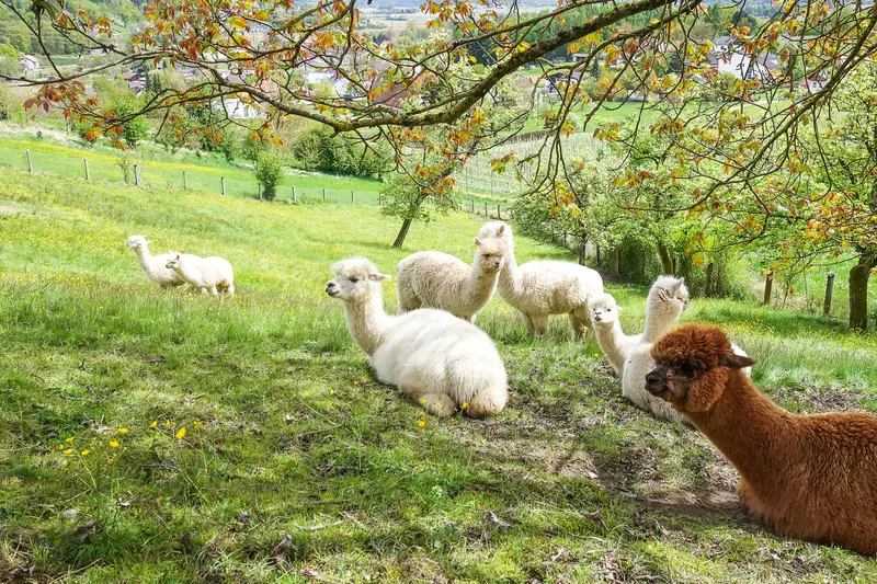 Weiße und braune Alpakas entspannt stehend und liegend auf einem Hang unter Bäumen