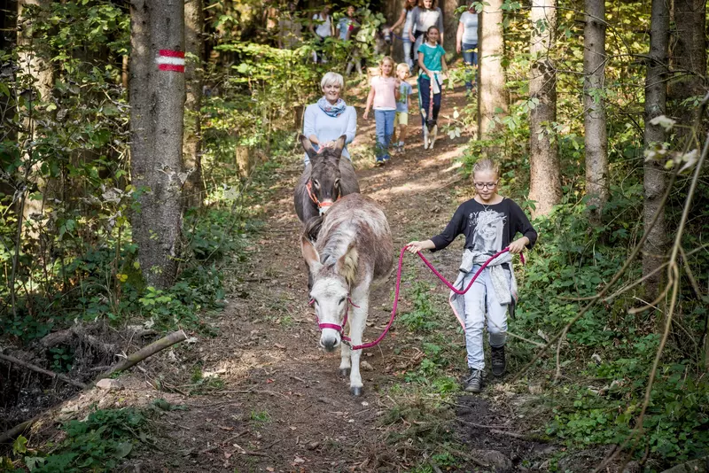 Gruppe spaziert mit Esel durch den Wald.