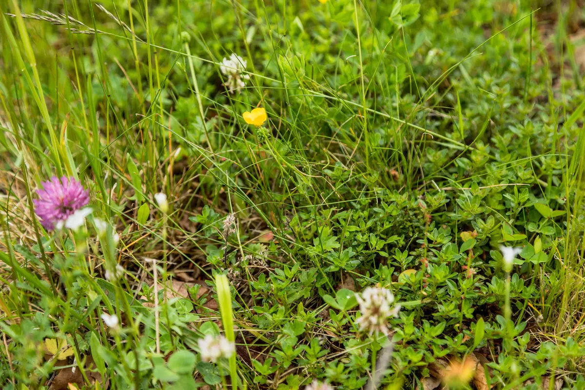 Heilpflanzen auf der Wiese