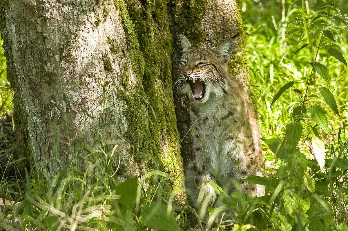 Luchs im hohen Gras unter einem Baum