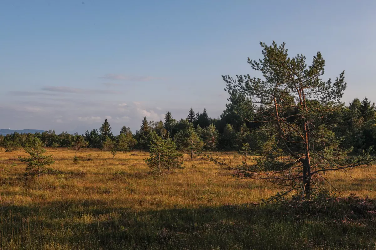 Moorlandschaft mit Krüppelkiefern