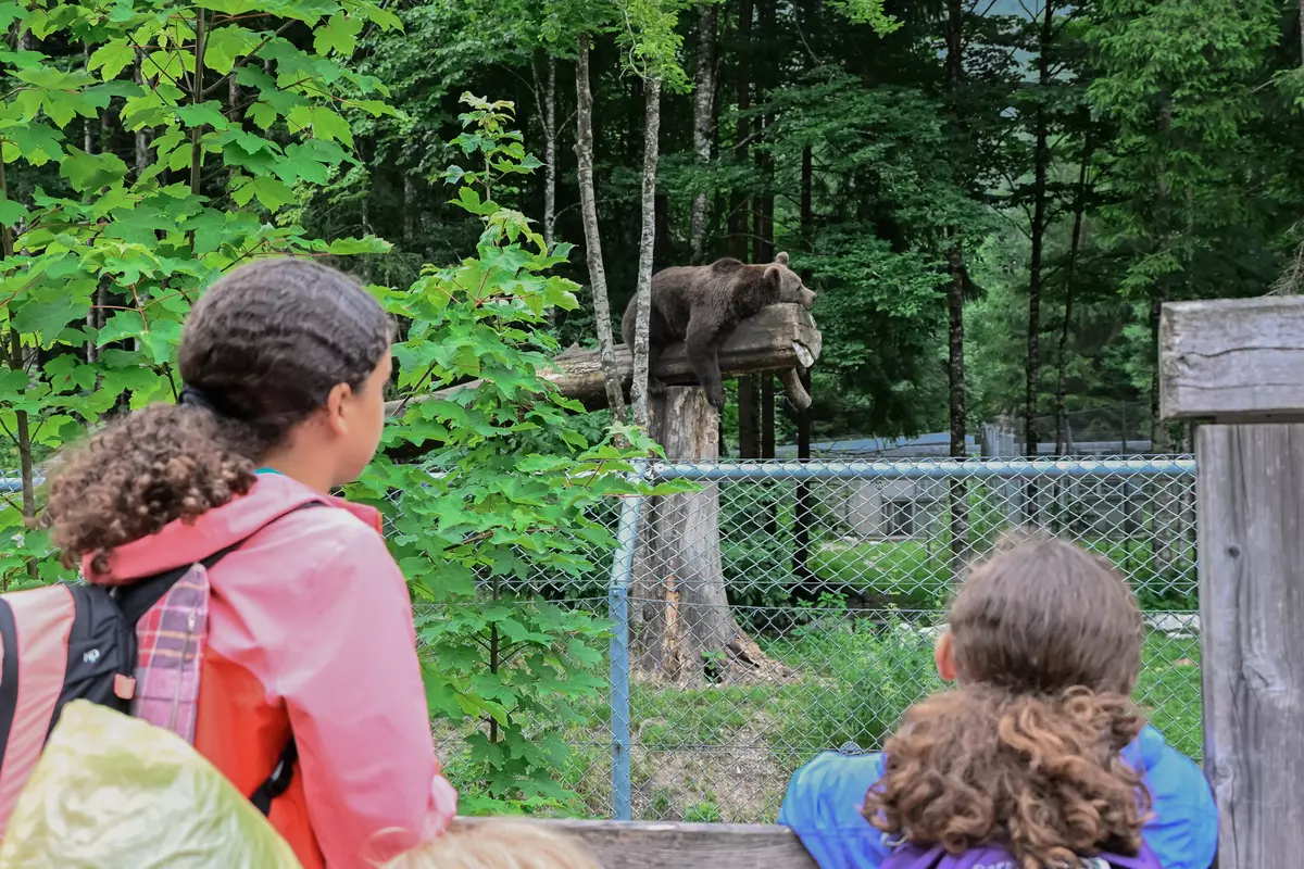 Kinder beobachten Bär