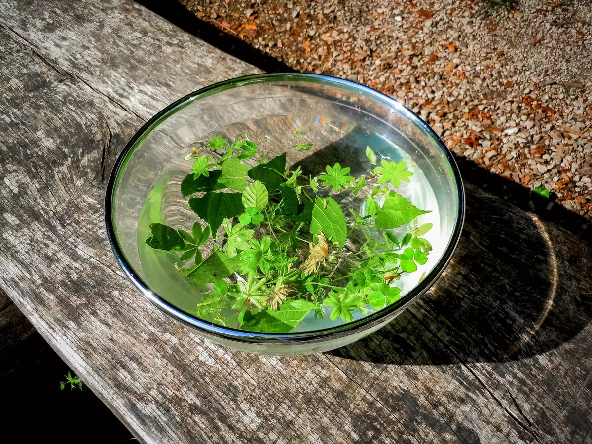 Schüssel mit gesammelten Kräutern