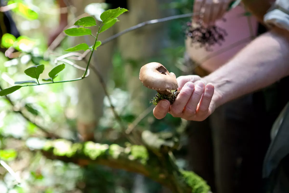 Pilze in Hand Closeup