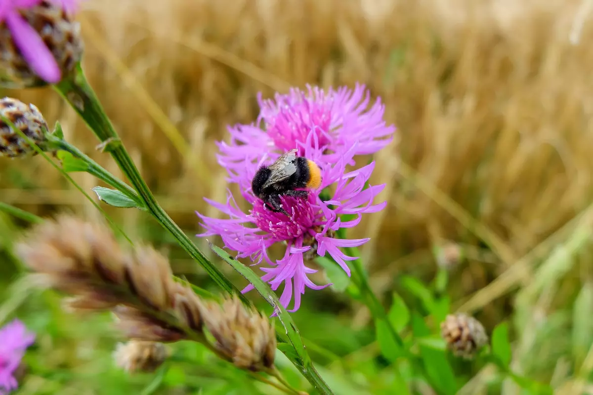Hummel auf Flockenblume