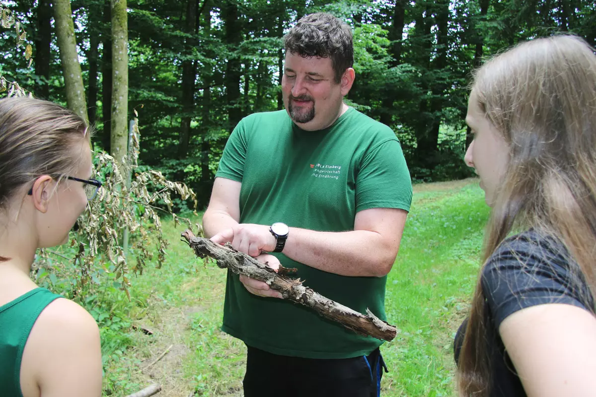 Guide zeigt Holz als Lebensraum von Insekten