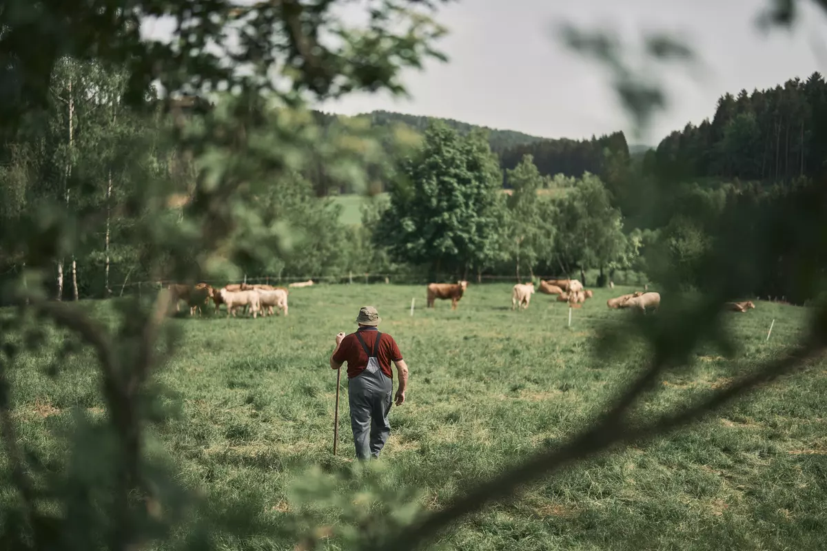 Landwirt auf einer bewaldeten Wiese mit Kühen
