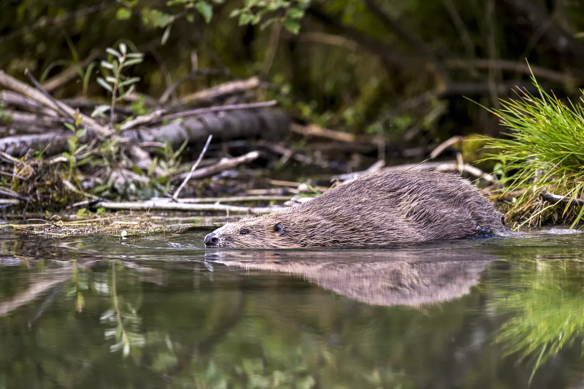 Biber im Wasser