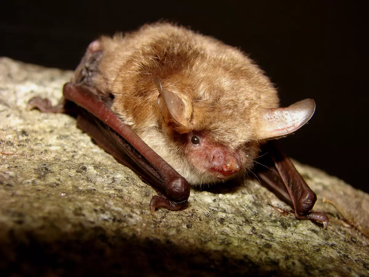 Fledermaus einzeln im closeup