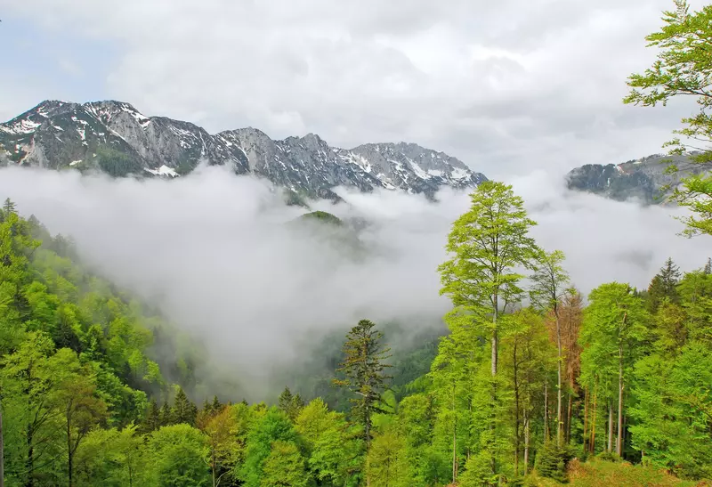 Schneebedeckte Berge, Wald und Nebelschwaden  