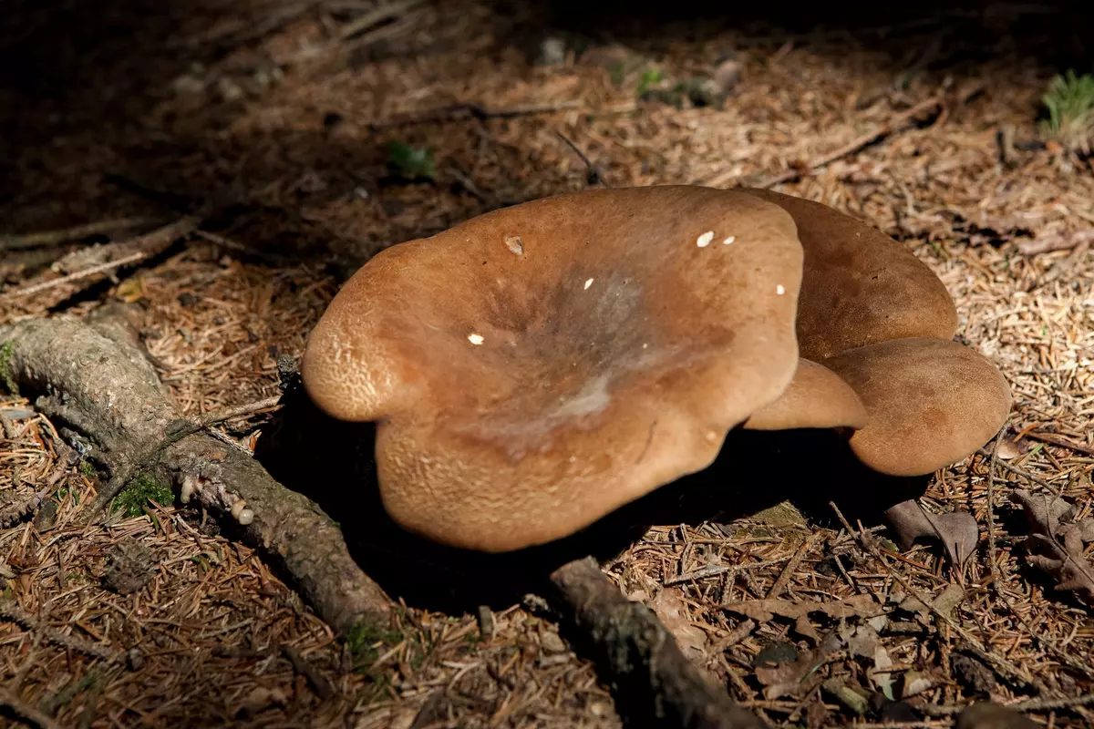 Braune Pilze am Waldboden