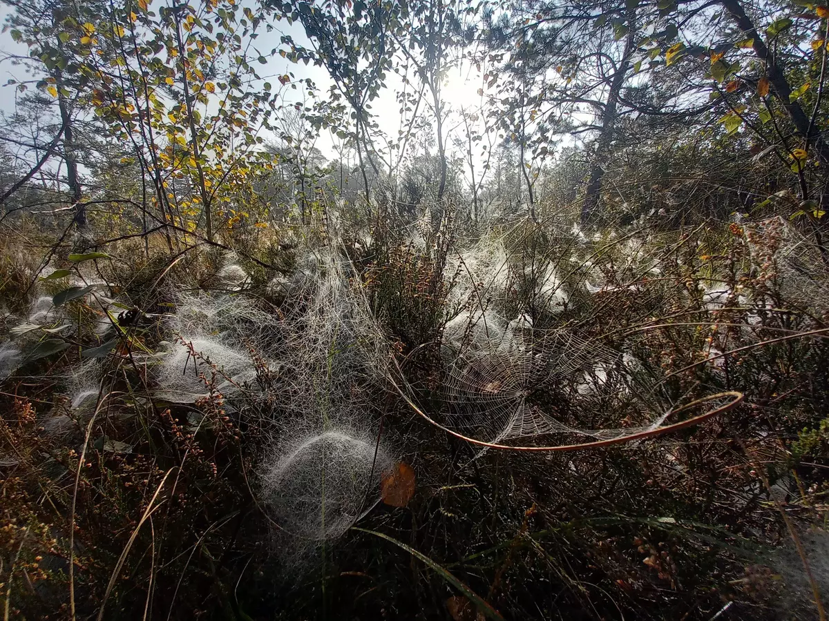 Spinnennetze auf Gestrüpp am Moor