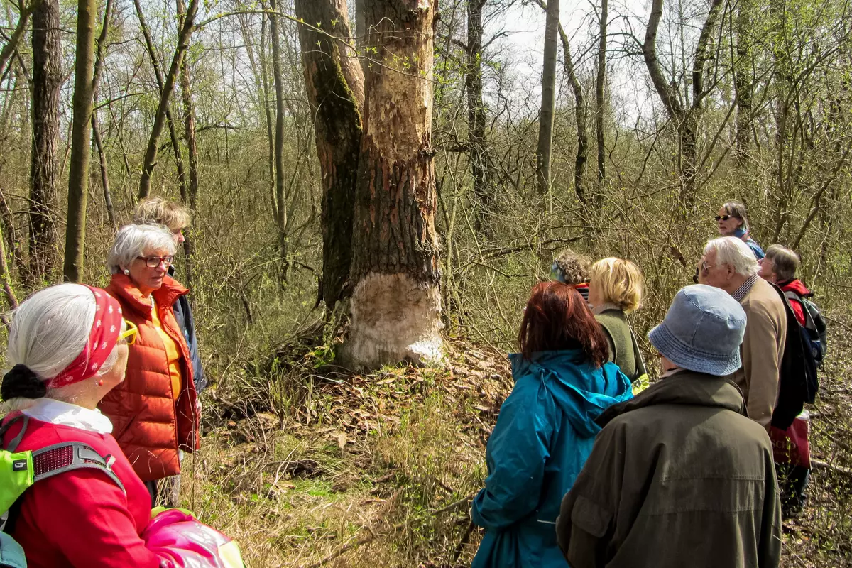 Gruppe vor Biberbaum