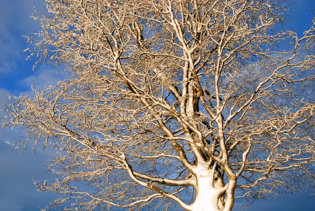 Baum ohne Blätter im Winter