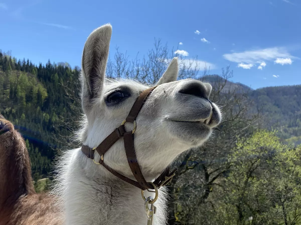 Lama 