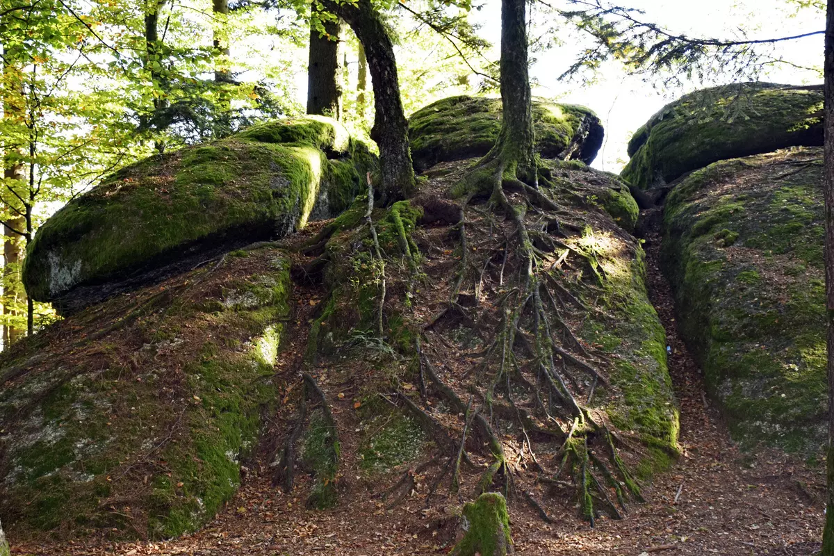 verwurzelter Baum im Wald 