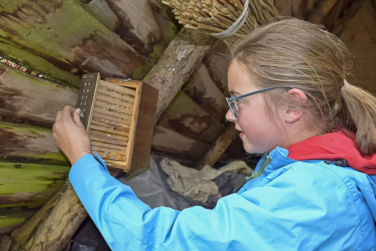 Kind betrachtet Bienenhotel
