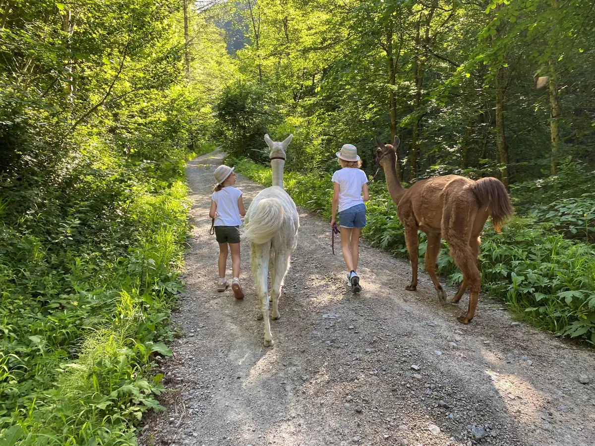 Kinder wandern mit Lamas entlang einer Forststraße