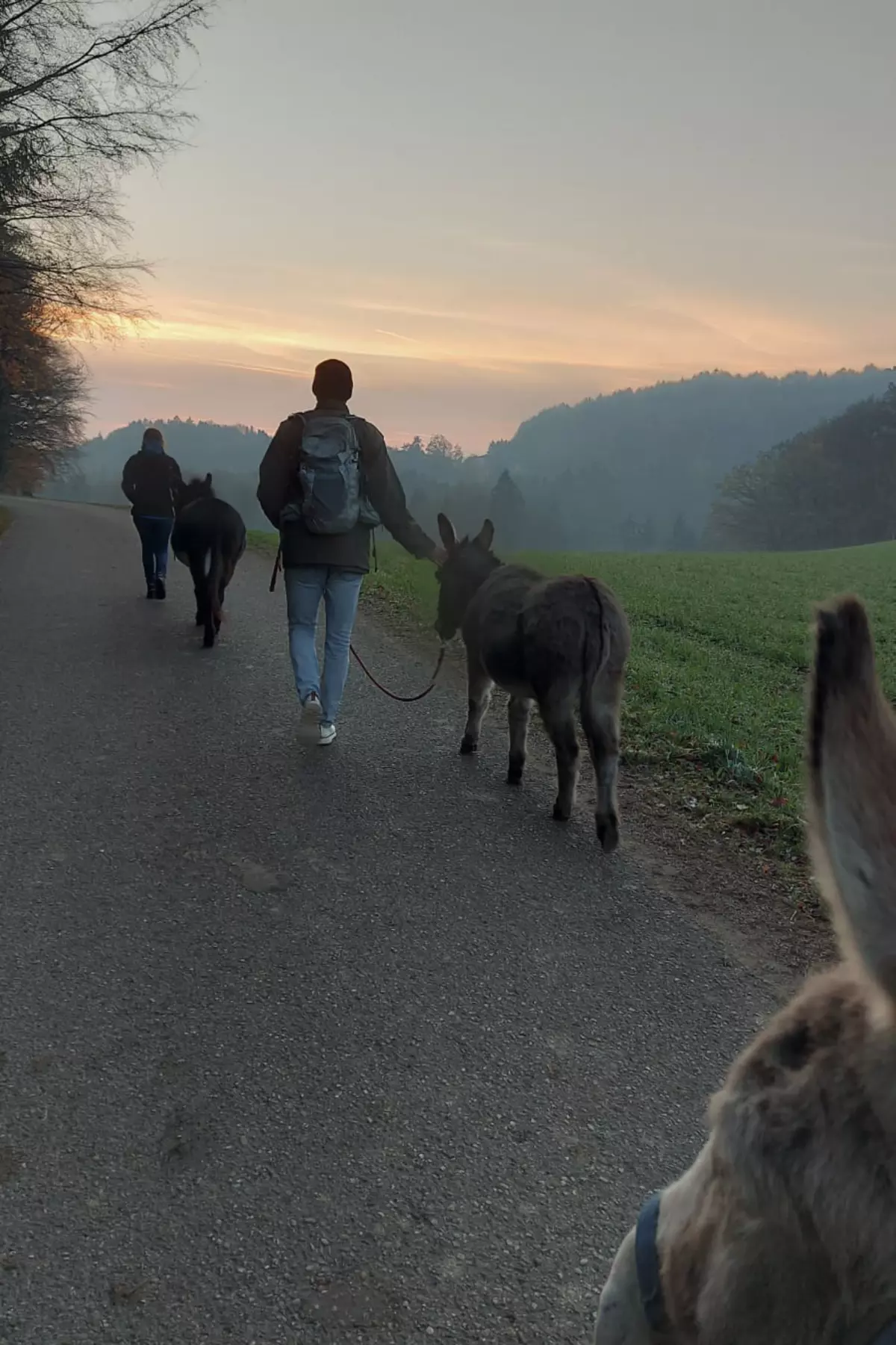 Gruppe wandert mit Esel am Straßenrand