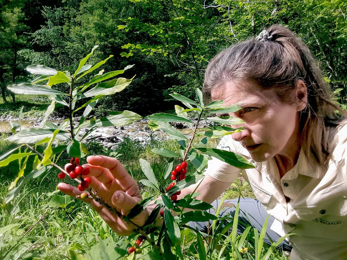 Rangerin betrachtet Pflanze mit roten Beeren 