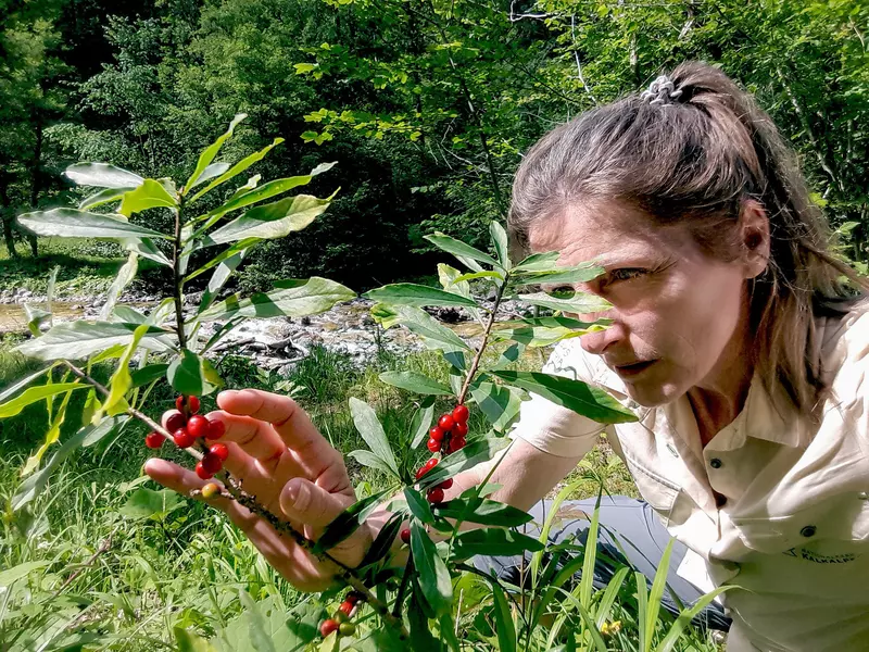 Rangerin betrachtet Pflanze mit roten Beeren 