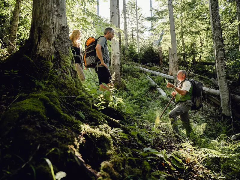 Tiefer Wald. Ein Guide steht etwas tiefer als ein Mann und eine Frau