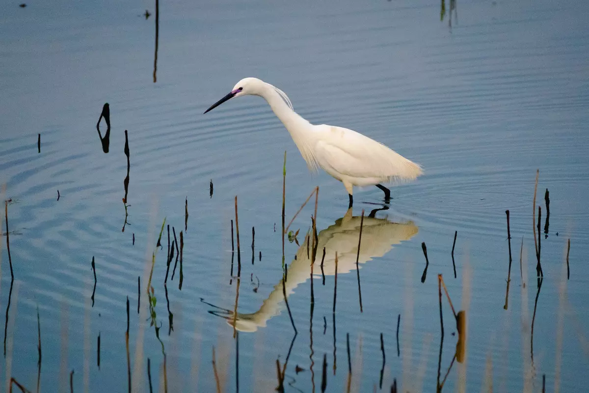 Ein Seidenreiher wandert durch seichtes Wasser