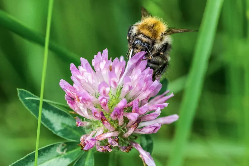 Hummel auf einer Blumenblüte