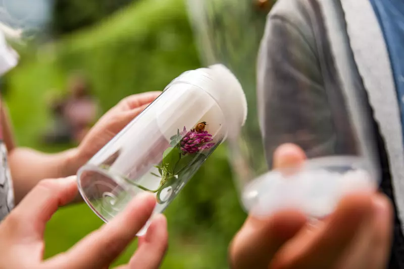 Becherlupe mit Marienkäfer auf Kleeblüte