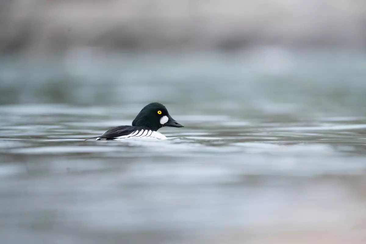 Eine Schellente schwimmt im Wasser