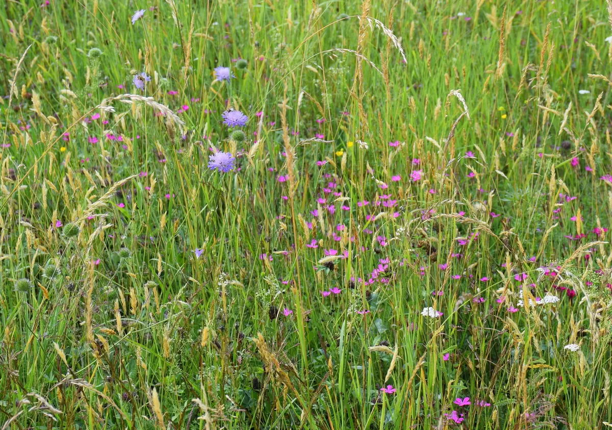 Bunte Kräuterwiese
