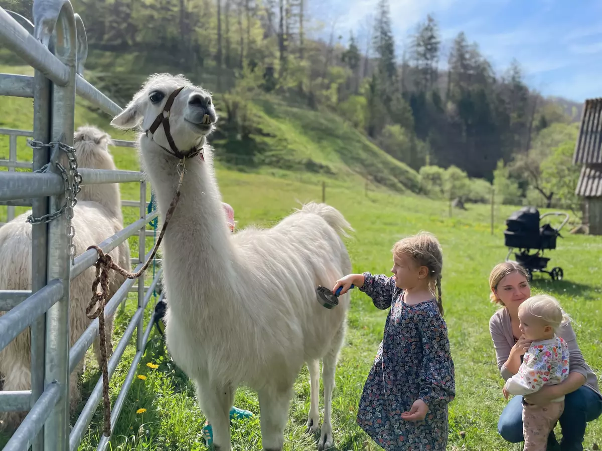 Kind striegelt Lama