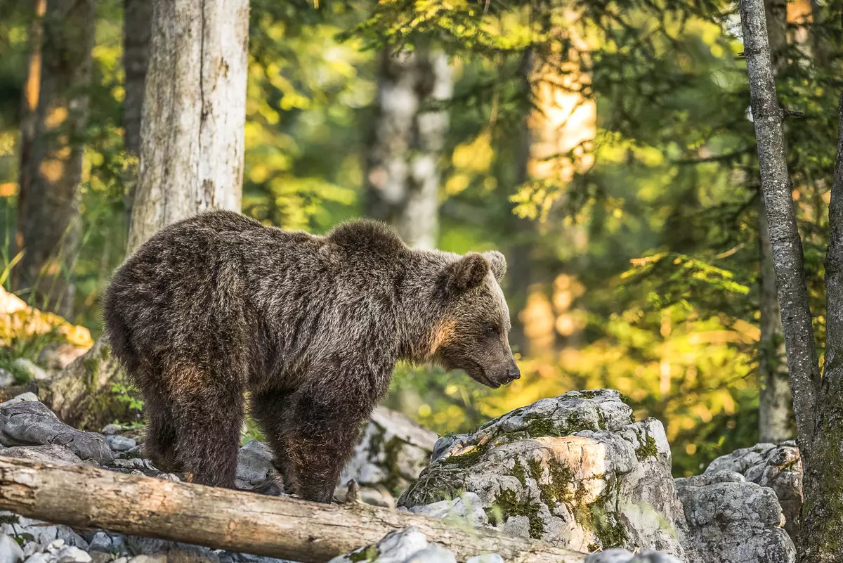 Bär auf einem Felsen vor einem Wald
