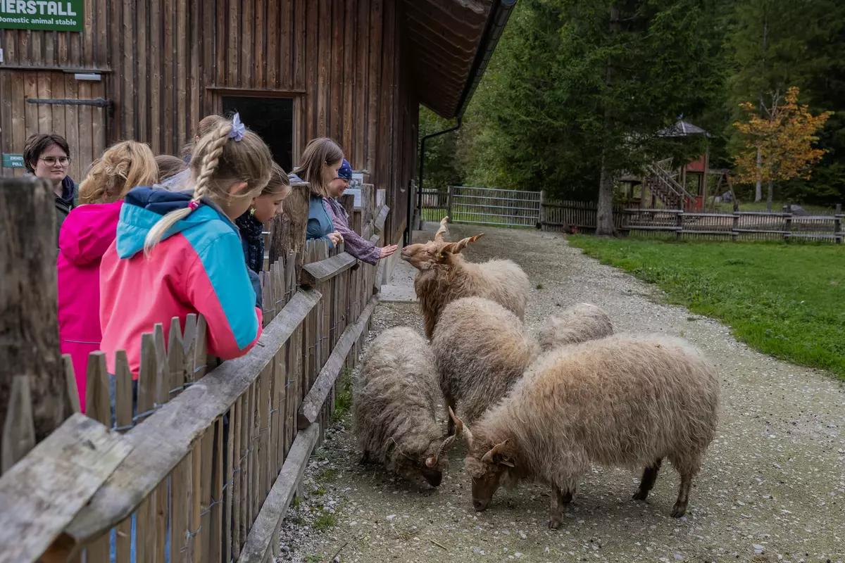 Kinder beobachten Tiere