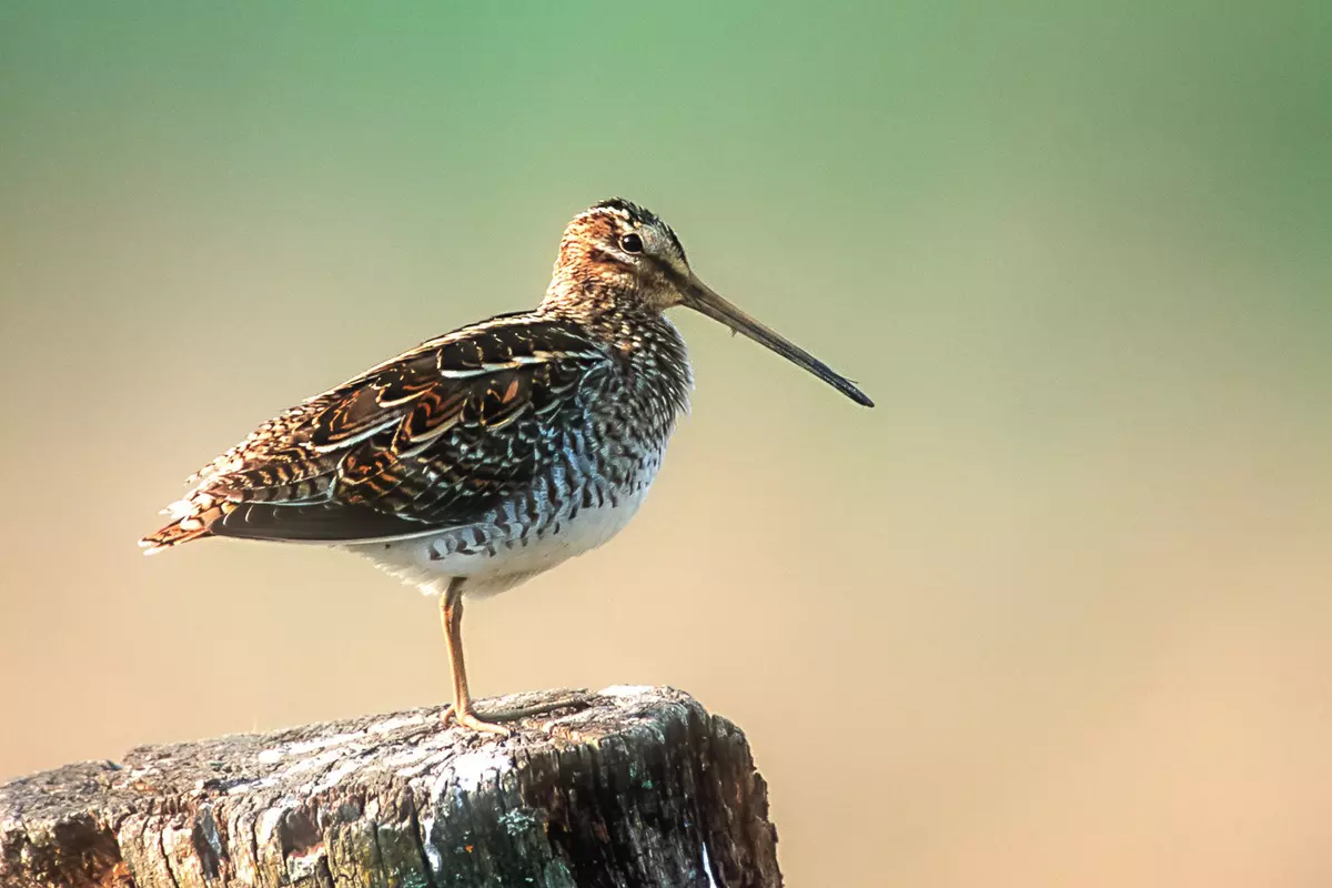 Hände rund um Nest mit Eiern in Wiese