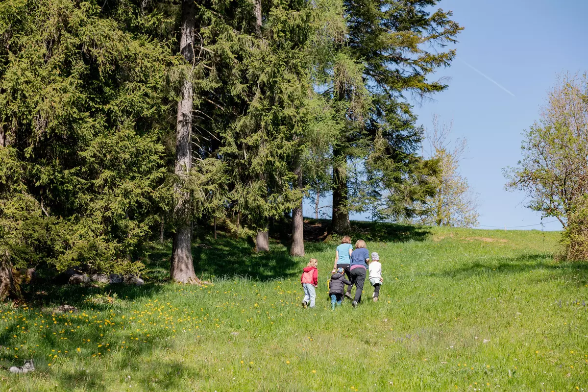 Gruppe sucht Wiesenkräuter