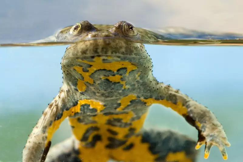 Nahaufnahme von Frosch im Wasser