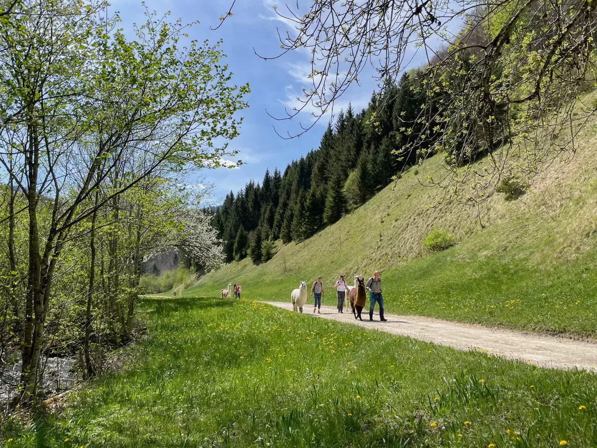 Gruppe wandert mit Lamas durch die Natur