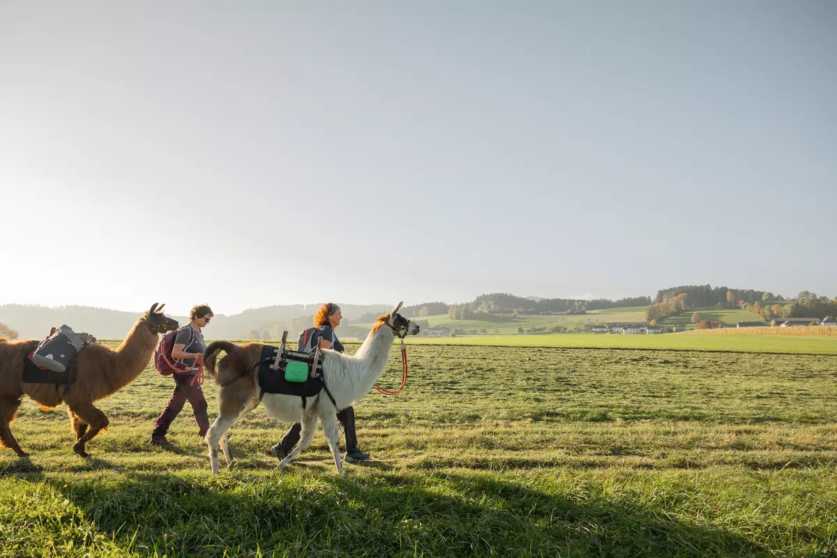 Zwei Teilnehmende mit zwei Lamas auf einer Wiese im Sonnenuntergang