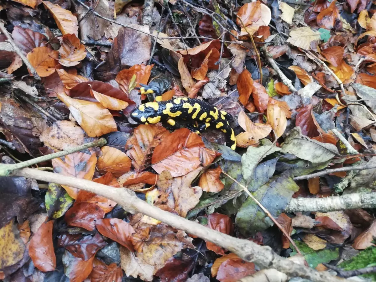 Feuersalamander auf Laubstreu
