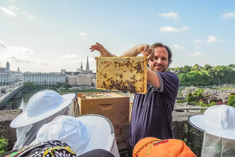 Guide mit Bienenwabe